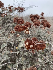 Eriogonum cinereum
