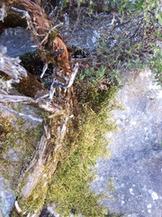 Cliffortia tridentata