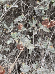 Eriogonum cinereum