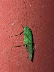 Anaulacomera