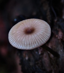 Arrhenia epichysium