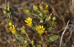 Grindelia hallii