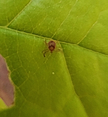 Amblyomma americanum