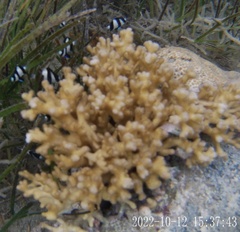 Pocillopora