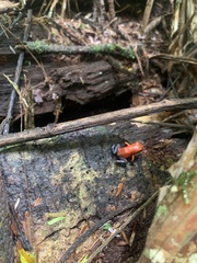 Oophaga pumilio