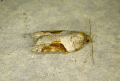 Acleris macdunnoughi