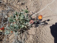 Sphaeralcea munroana