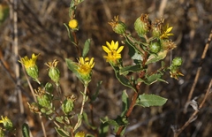 Grindelia hallii