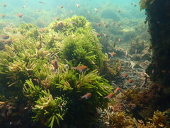 Pempheris compressa