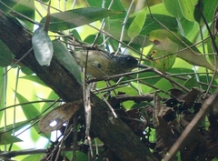 Dysithamnus stictothorax