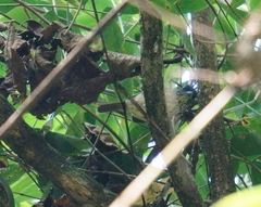 Dysithamnus stictothorax