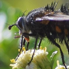 Paradejeania rutilioides