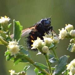 Paradejeania rutilioides