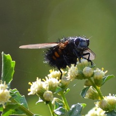Paradejeania rutilioides