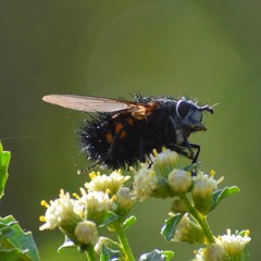Paradejeania rutilioides