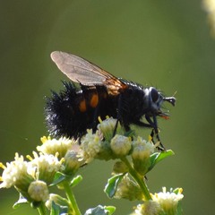 Paradejeania rutilioides