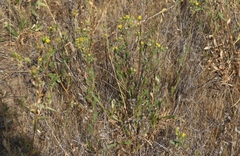 Grindelia hallii