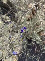 Psorothamnus schottii