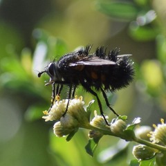 Paradejeania rutilioides