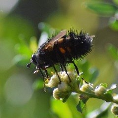 Paradejeania rutilioides