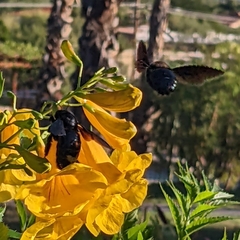 Xylocopa californica arizonensis