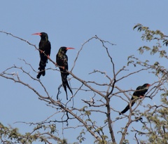 Phoeniculus purpureus