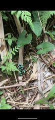 Dendrobates auratus