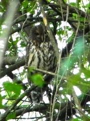 Strix virgata