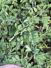Tephrosia cinerea