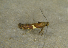 Caloptilia