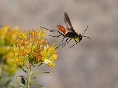 Sphecinae