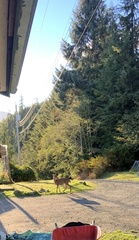 Odocoileus hemionus sitkensis