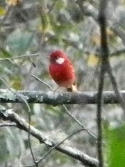 Cardellina rubra