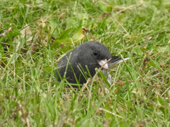 Junco hyemalis image