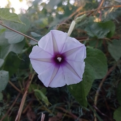 Ipomoea muricata