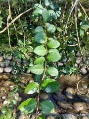 Trachelospermum asiaticum