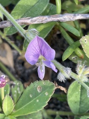 Tephrosia cinerea