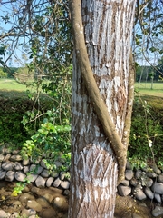 Trachelospermum asiaticum