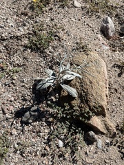 Psorothamnus spinosus