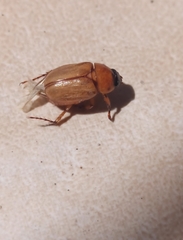 Cyclocephala lurida