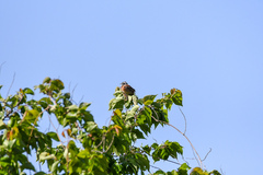 Emberiza cioides