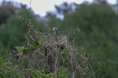 Emberiza cioides