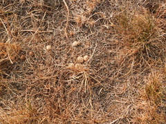 Sylvilagus floridanus