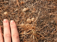 Sylvilagus floridanus