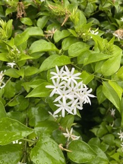 Jasminum pentaneurum