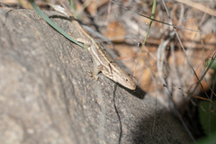 Sceloporus virgatus