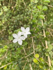 Jasminum yuanjiangense