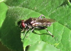 Chalcosyrphus nemorum