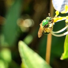 Agapostemon splendens