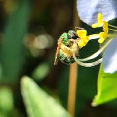 Agapostemon splendens